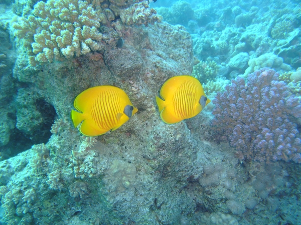 Butterflyfish - Masked Butterflyfish