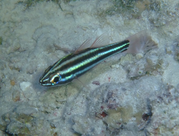 Cardinalfish - Blackstripe Cardinalfish