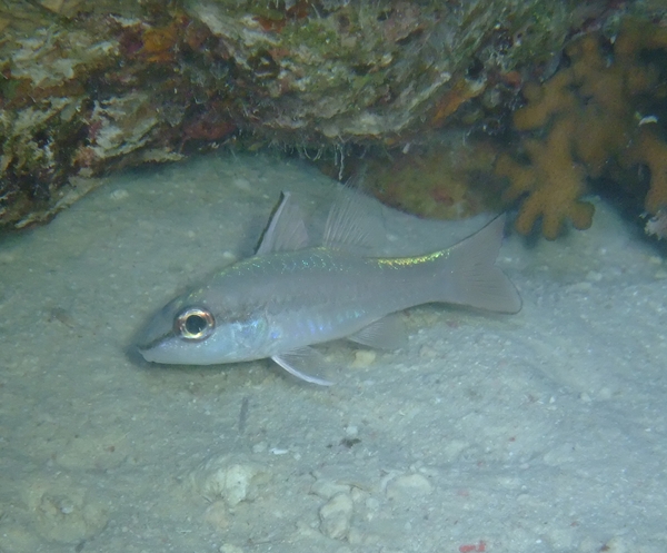 Cardinalfish - Spiny-head Cardinalfish