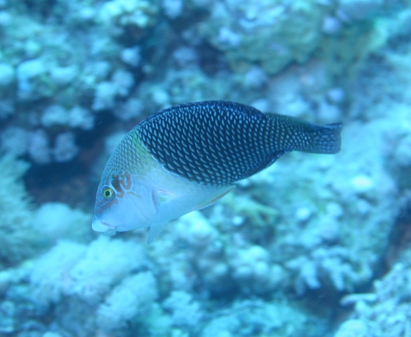 Wrasse - Blackedge Thicklip Wrasse