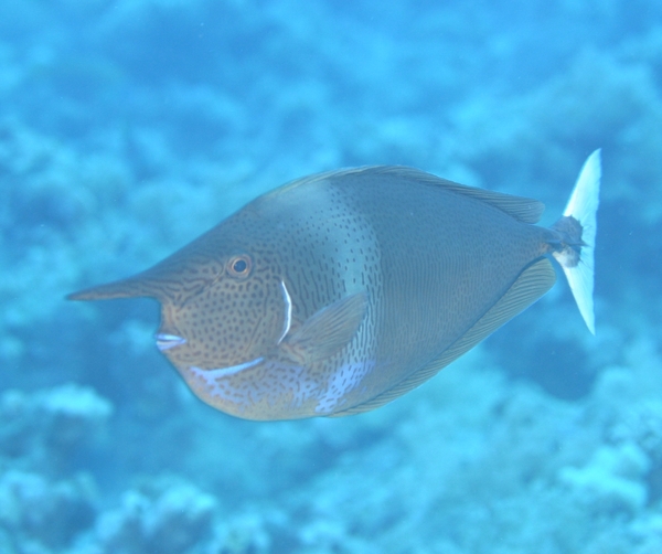 Surgeonfish - Spotted Unicornfish