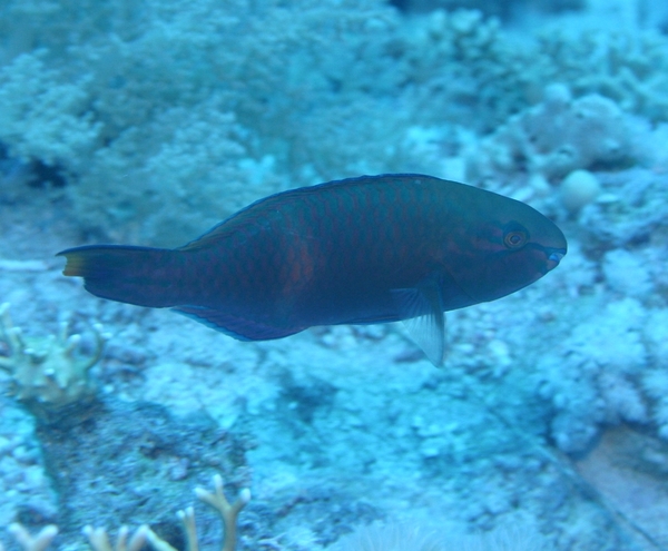 Parrotfish - Swarthy Parrotfish