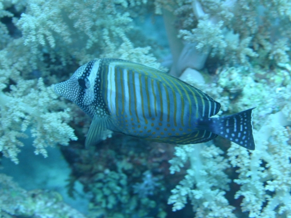 Surgeonfish - Desjardini Sailfin Tang