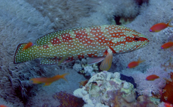 Groupers - Coral Grouper