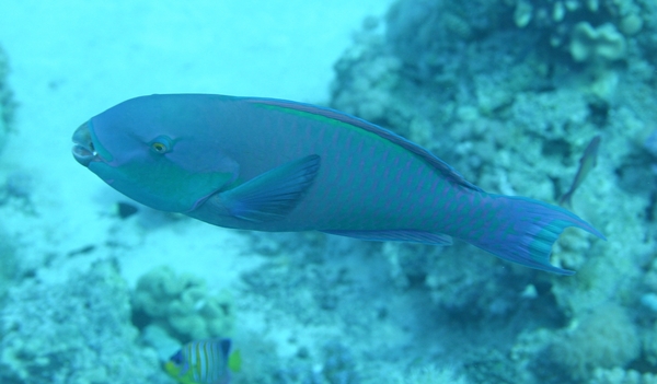 Parrotfish - Steepheaded Parrotfish