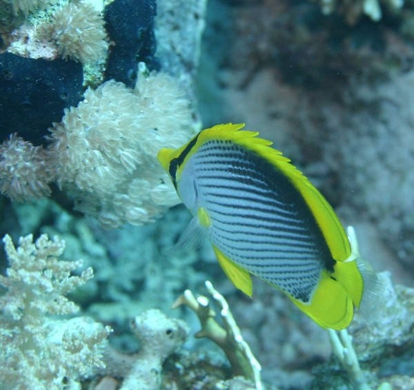 Butterflyfish - Black Backed Butterflyfish