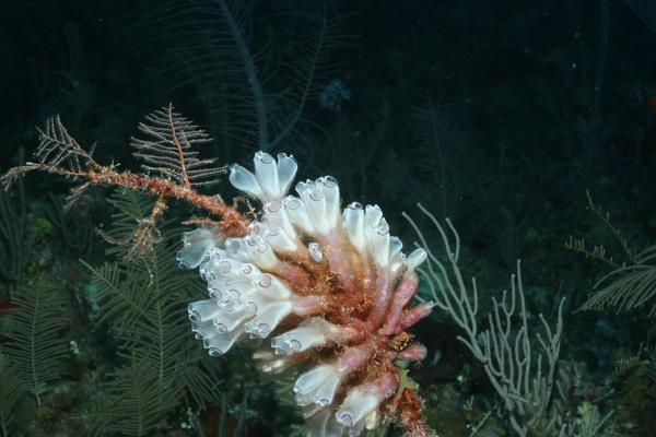 Tunicate - Painted Tunicate