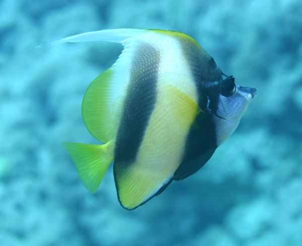 Butterflyfish - Red Sea Bannerfish