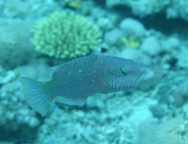 Wrasse - Cheek-lined Splendour Wrasse