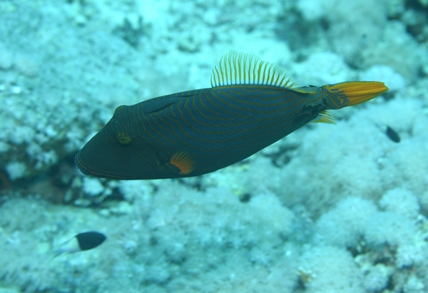 Triggerfish - Orange-striped Triggerfish