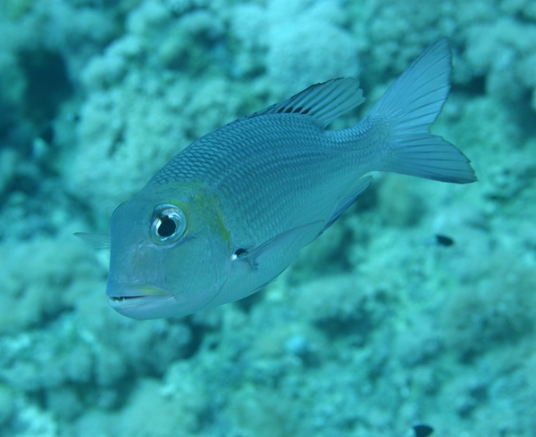 Emperors - Bigeye Emperor