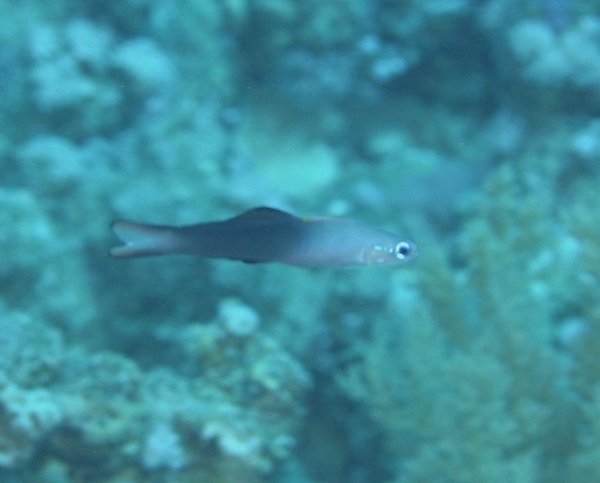 Dartfish - Blackfin Dartfish