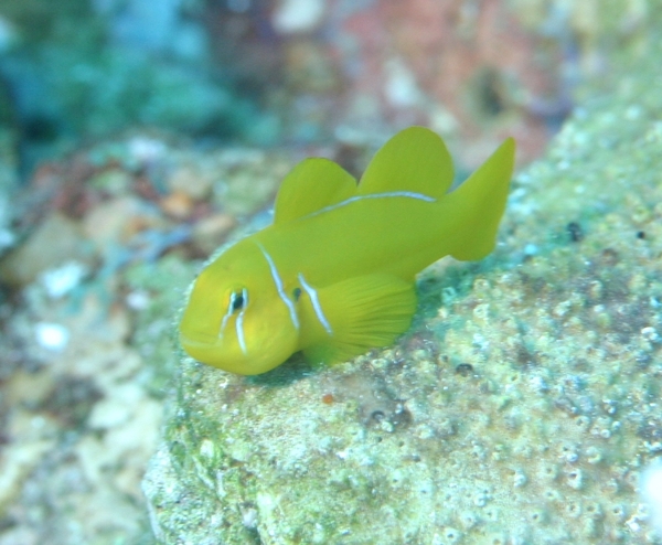 Gobies - Lemon Coral Goby