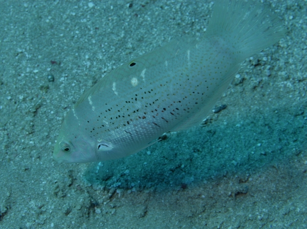 Wrasse - Dapple Coris