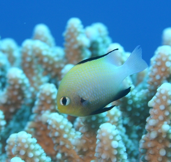 Damselfish - Red Sea Dascyllus