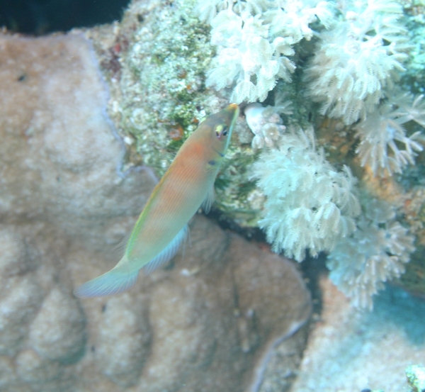 Wrasse - Striated Wrasse