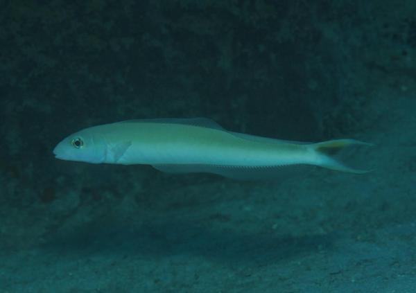 Tilefish - Sand Tilefish