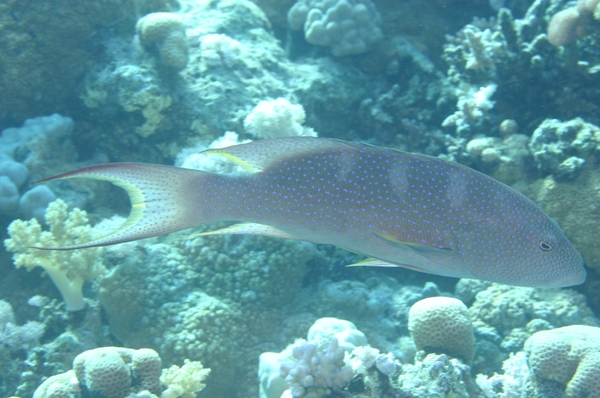 Groupers - Lunartail Grouper