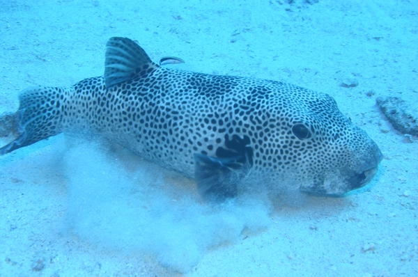 Pufferfish - Star Puffer