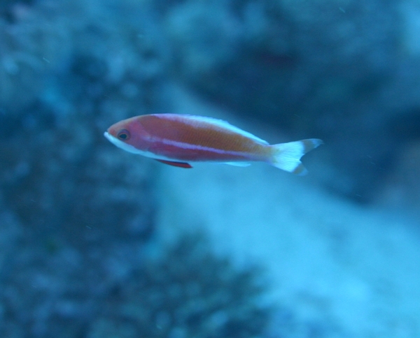 Basslets - Red Sea Anthias