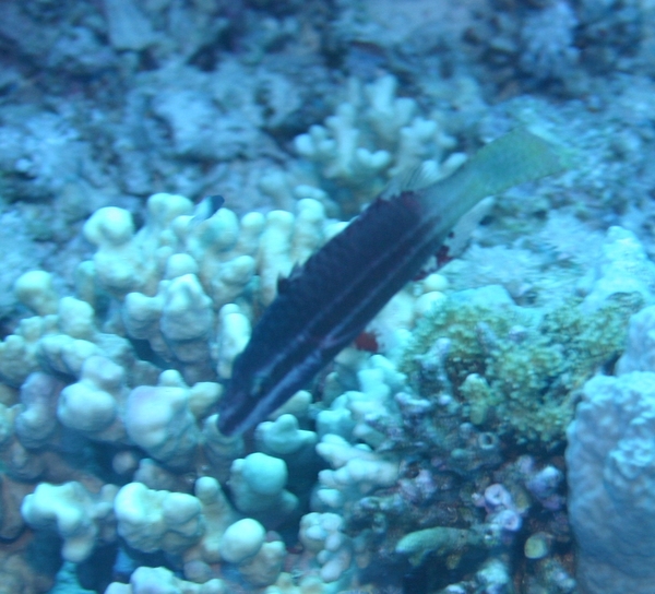 Cheek-lined Splendour Wrasse - Cheilinus digrammus