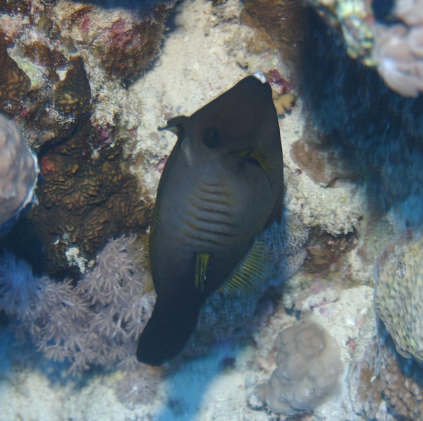 Filefish - Broom Filefish