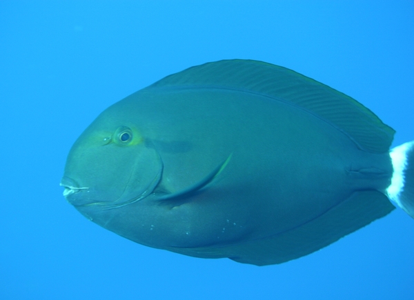 Surgeonfish - Black Surgeonfish