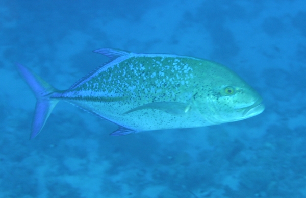 Jacks - Bluefin Trevally