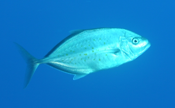 Jacks - Yellowspotted Trevally