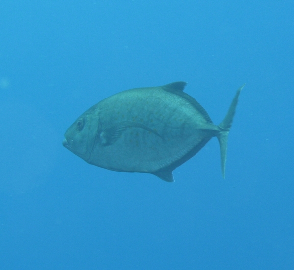 Jacks - Goldbody Trevally