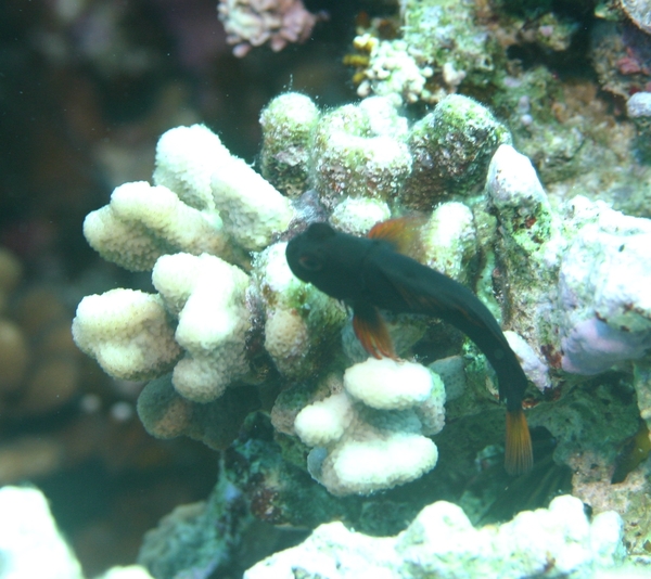 Blennies - Chestnut Blenny