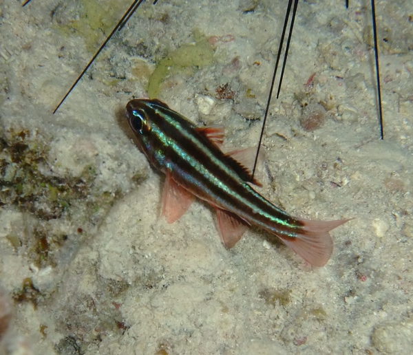 Cardinalfish - Blackstripe Cardinalfish