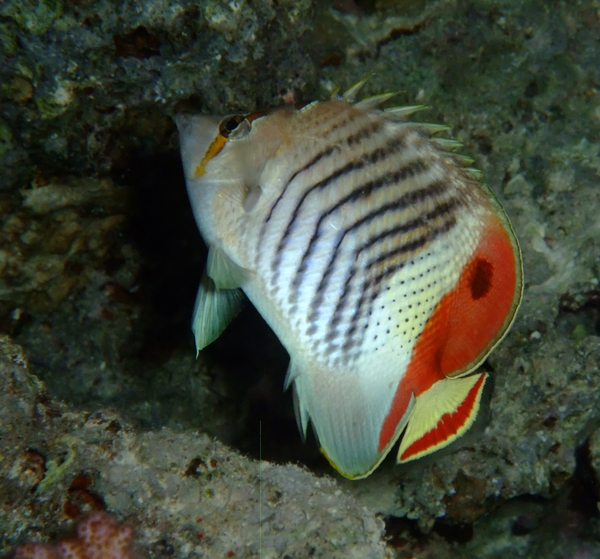 Butterflyfish - Crown Butterflyfish