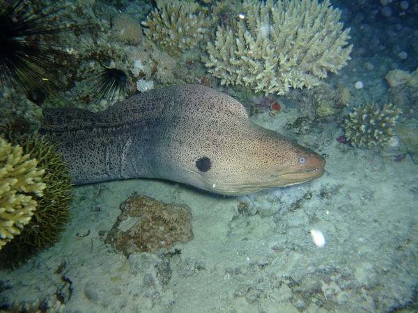 Moray - Giant Moray