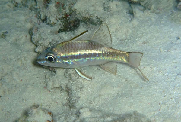 Cardinalfish - Bridled Cardinalfish