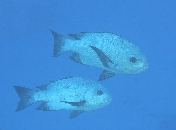 Snappers - Black Snapper