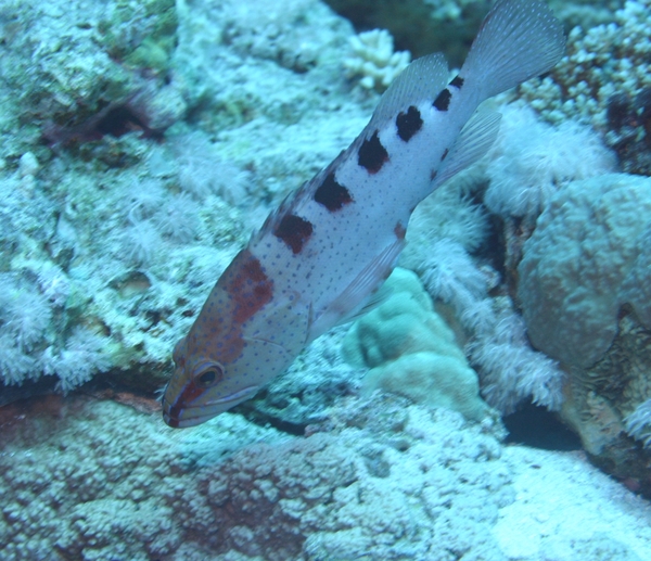 Groupers - Blacktip Grouper