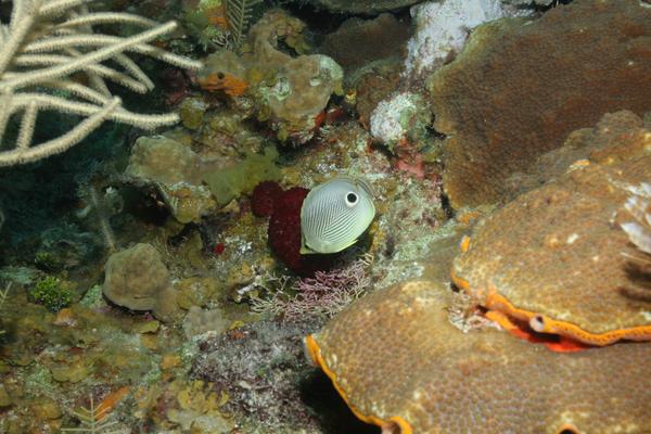 Butterflyfish - Foureye Butterflyfish