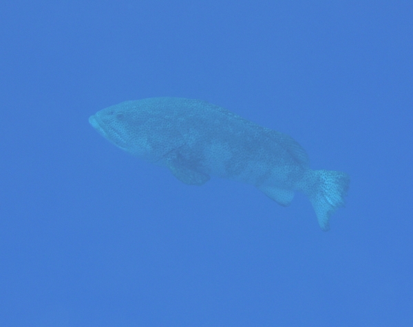 Groupers - Marbled Grouper