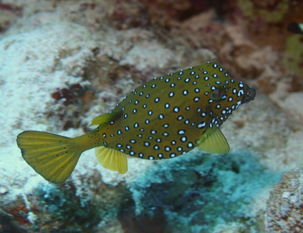 Trunkfish - Yellow Boxfish