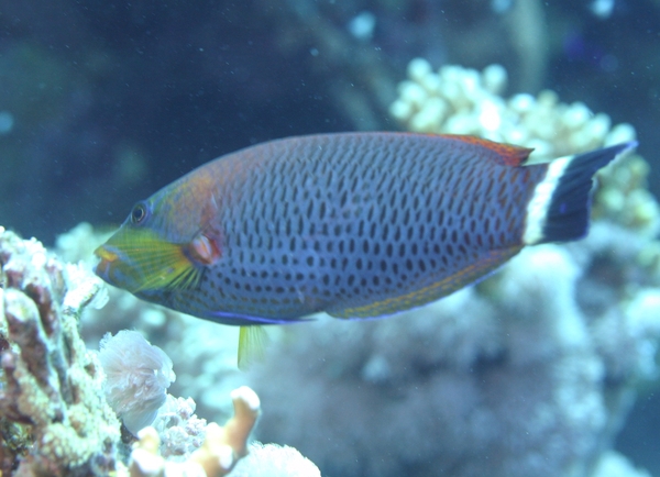 Wrasse - Chiseltooth Wrasse