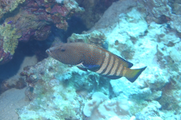 Groupers - Peacock Grouper