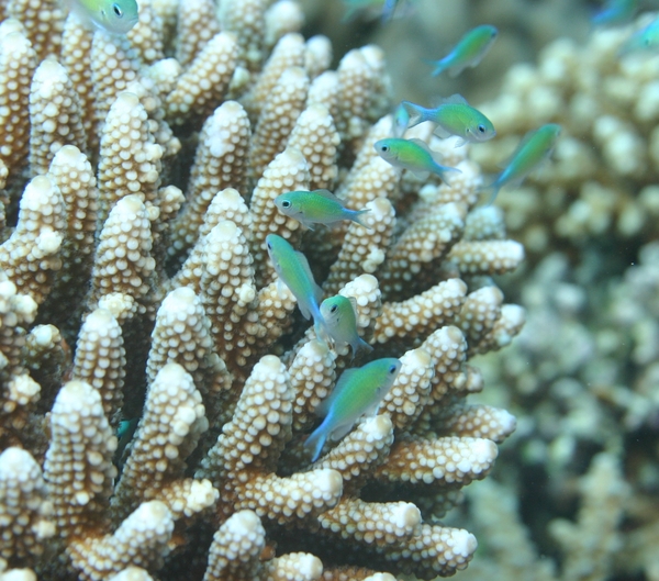 Damselfish - Blue Green Damselfish