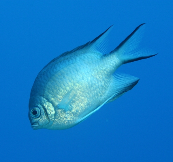 Damselfish - Whitebelly Damselfish