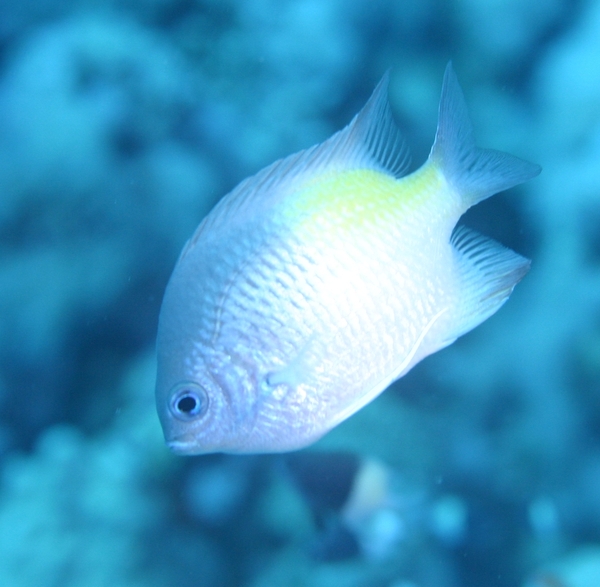 Damselfish - Yellowfin Damselfish