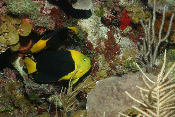 Angelfish - Rock Beauty