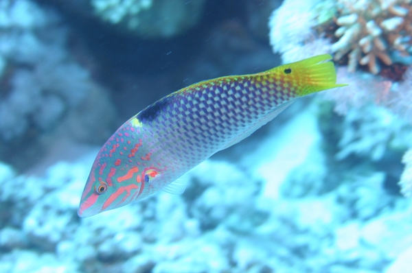 Wrasse - Checkerboard Wrasse