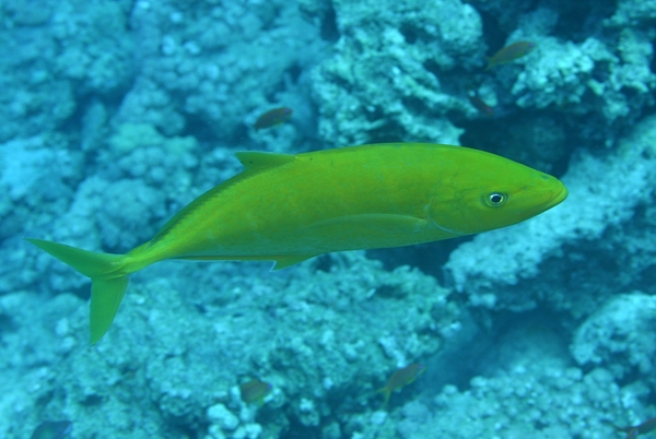 Jacks - Goldbody Trevally