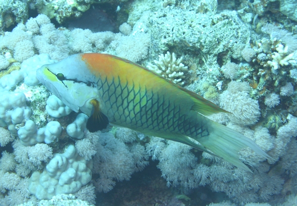 Slingjaw Wrasse - Epibulus insidiator