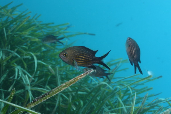 Damselfish - Mediterranean Damselfish